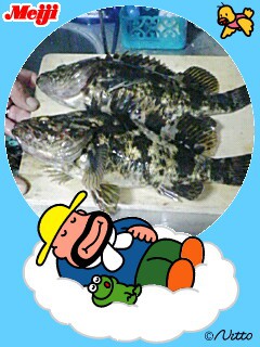 ベッコウソイ30cm