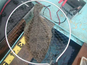 ヒラメ56cm