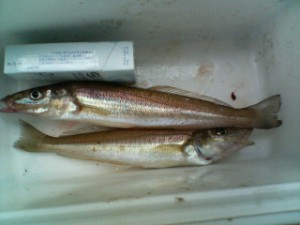 シロギス25cm