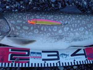 アメマス75cm