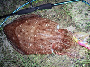 モンゴウイカ17kg