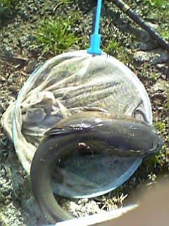ナマズ55cm