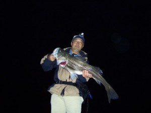 シーバス95cm