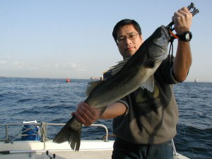 シーバス72cm