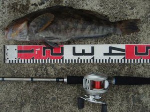 アイナメ54cm