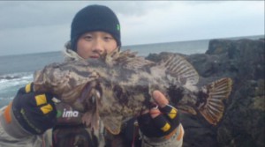 ベッコウゾイ45cm