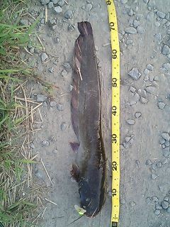 ナマズ