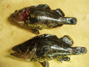 ベッコウゾイ