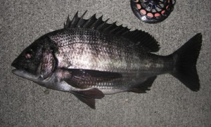 クロダイ40cm