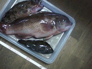 カンダイ35cm