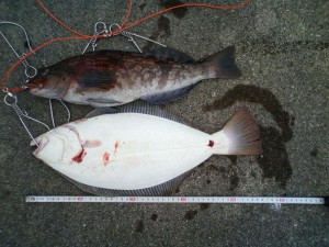ヒラメ45cm