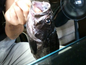 クロソイ33cm