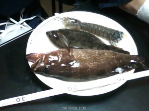 アコウ30cm