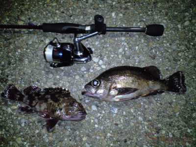 メバル25cm