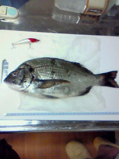 クロダイ32cm