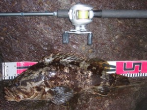 ベッコウゾイ46cm