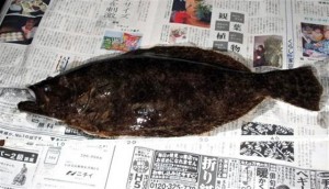 ヒラメ43cm
