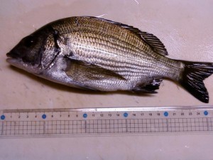 チヌ25cm