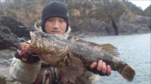 ベッコウゾイ52cm