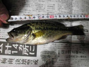 ブラックバス
