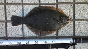 カレイ36cm
