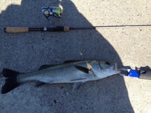 シーバス52cm 2kg
