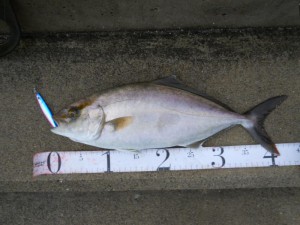 カンパチ40cm