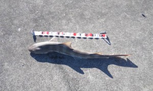 サメ130cm