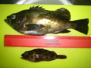メバル26cm