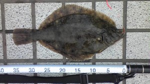 マコガレイ38cm