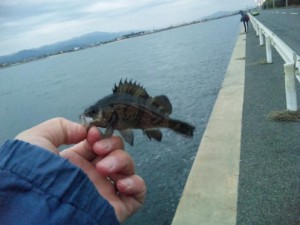 メバル
