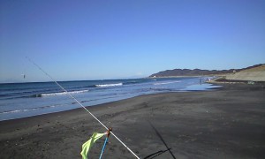 シロギス