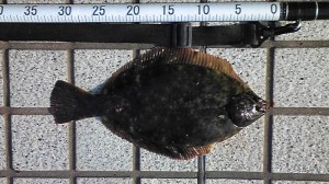 カレイ32cm