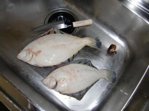 クロガシラカレイ