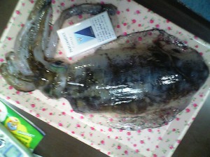 アオリイカ25cm 1kg