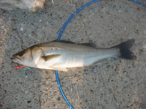 シーバス46cm