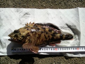 タケノコメバル28cm