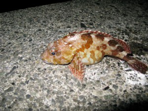 カサゴ14cm