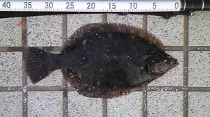 カレイ38cm