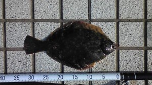 マコガレイ33cm