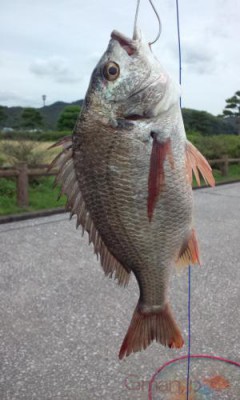 キチヌ