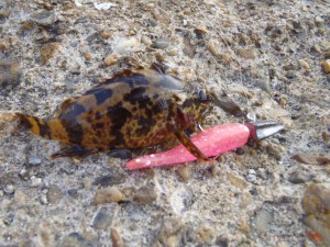 タケノコメバル6cm