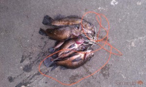 クロメバル