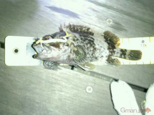 タケノコメバル
