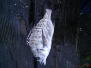 クロダイ
