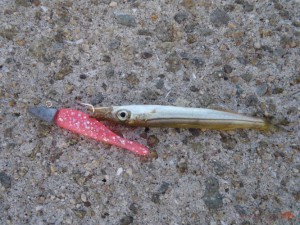 アカカマス13cm