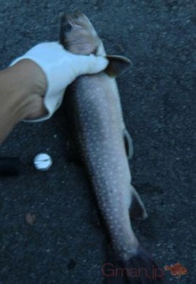 イワナ40cm