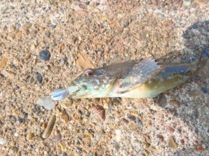 アサヒアナハゼ9cm