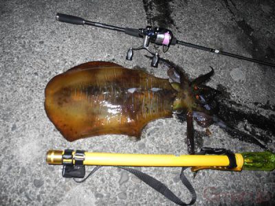 アオリイカ2kg