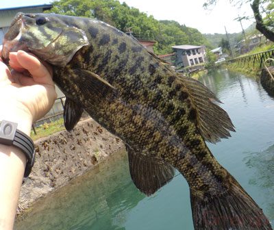 スモールマウスバス